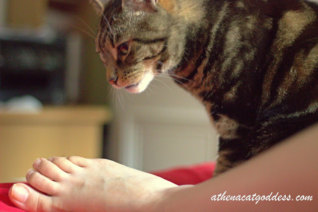 cat smelling human foot