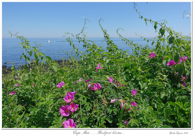 Cape Ann: ... Rockport blooms...