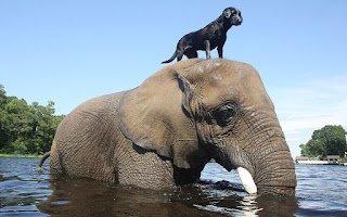 Una amistad improbable entre una perra y una elefante