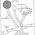 Penyakit yang Disebabkan Oleh Jamur Rhizopus