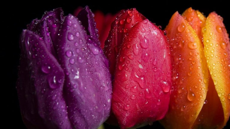 Tulips Flowers HD Wallpaper 8