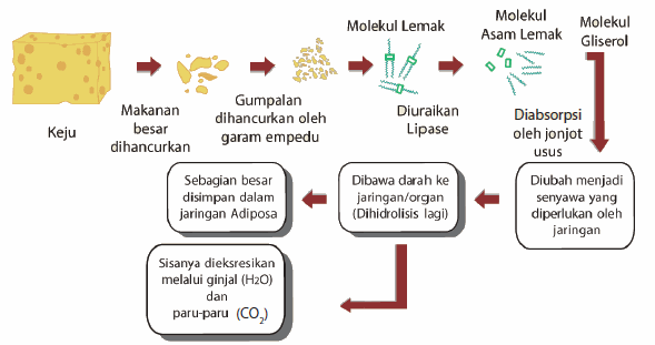 Pencernaan Lemak