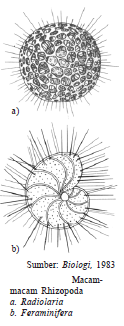 Protista Mirip Hewan - Protozoa