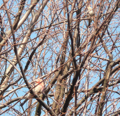 pair of house finches