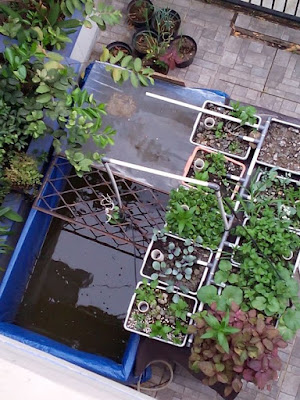 An Easy Way to Make Aquaponics at Home and urban farmers