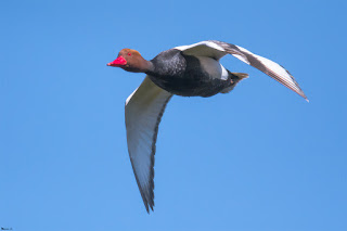 pato colorado-netta rufina-aves-aves acuaticas-pato colorado macho en vuelo-