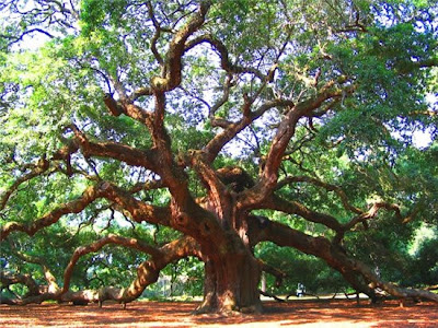 Angel Oak - The Fairytale Tree Seen On www.coolpicturegallery.net