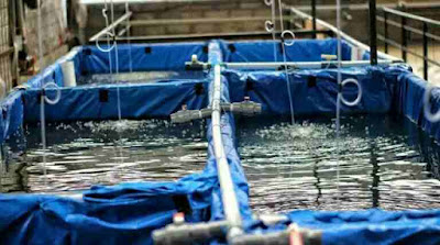 RAHASIA SUKSES Cara Budidaya Ikan Lele SANGKURIANG di Kolam Terpal