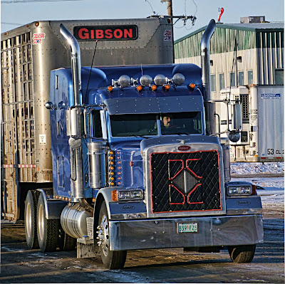 kenworth cattle truck