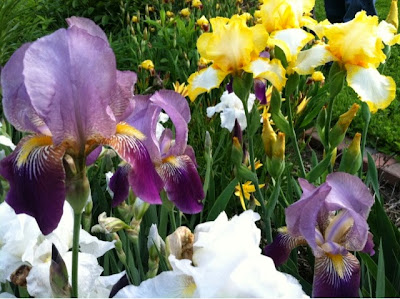 flowers, garden, flower, floral, iris