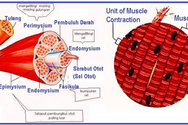 Pengertian umum Otot Lurik, Ciri-Ciri serta Fungsi