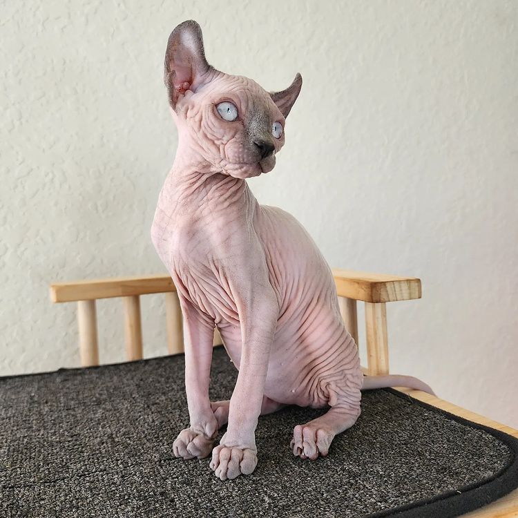 Sphynx Cats