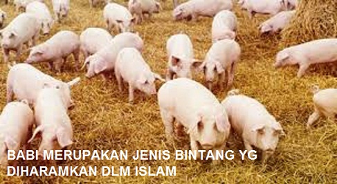  JENIS  JENIS  HEWAN  YANG HALAL DAN  HARAM DIMAKAN SERTA 