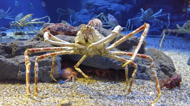 Japanese Spider Crabs