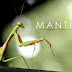 Mantis Kungfu Panda