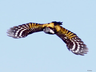 "Black-rumped Flameback - Dinopium benghalense resident displying its barred wings og black and white and lowere feathers of yellow."