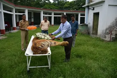 Royal Bengal Tiger