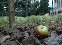 La manzana de Newton. O por lo menos, una emparentada.