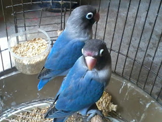 Love Bird kacamata Biru