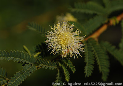 arbusots argentinos Mimosa farinosa