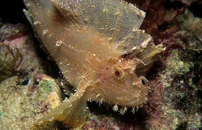 Leaf Scorpionfish (Taenianotus triacanthus)