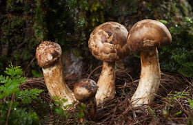 Japan Matsutake Mushrooms