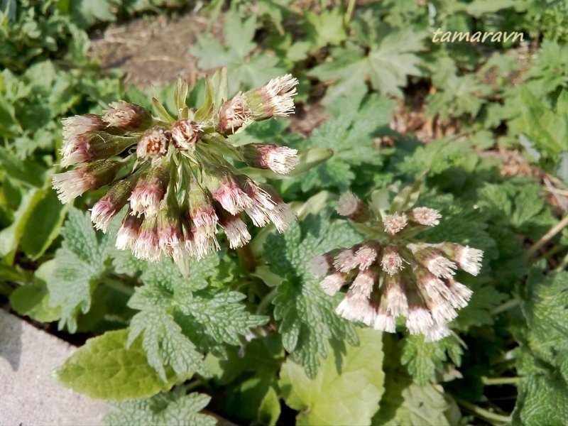 Белокопытник Татеваки (Petasites tatewakianus)