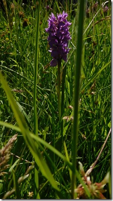 4 orchid hillmorton bottom lock