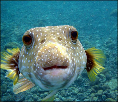 fish with face