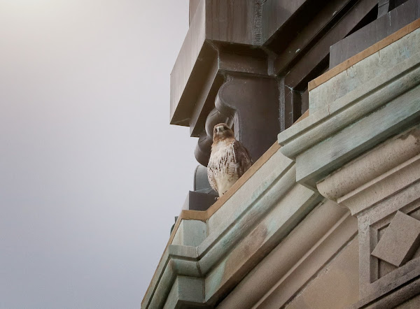 Amelia on the dome of Most Holy Redeemer