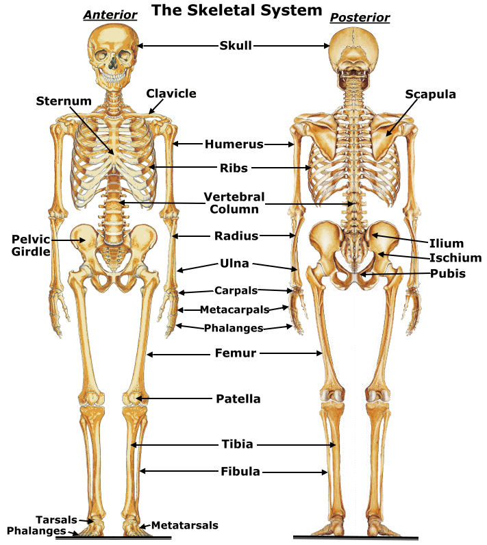 Skeletal System