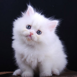 Kucing Persia Putih | Gambar Lucu