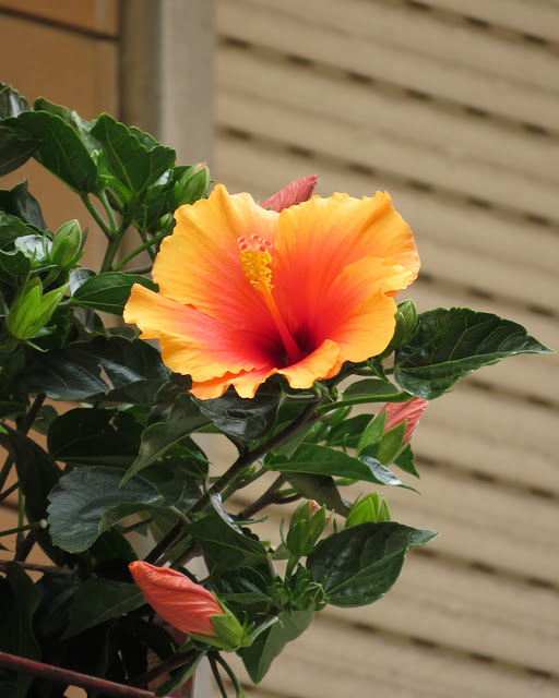 Hibiscus rosa-sinensis on a balcony, Via dei Mulini, Livorno