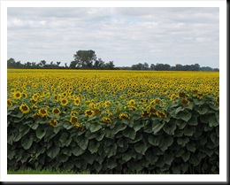 sunflowers