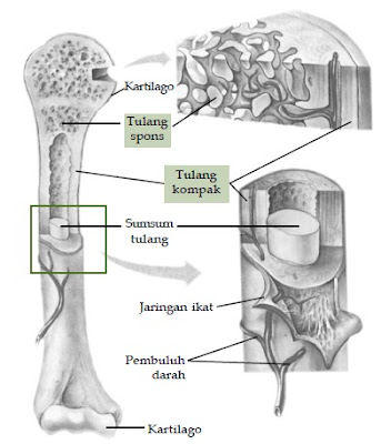 tulang spons dan tulang kompak