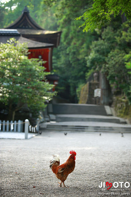 石上神宮での挙式撮影