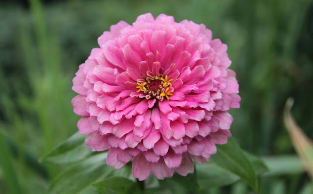 Zinnia Flowers