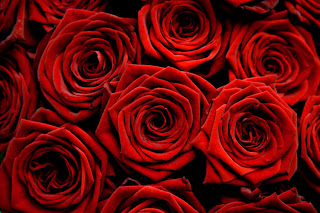 beautiful red roses for my valentine