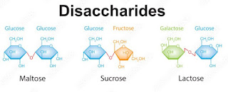  Example of Disaccharides