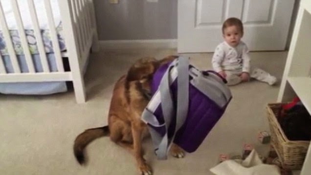 http://www.dailymail.co.uk/news/article-2549033/Caught-act-Dog-spotted-head-buried-babys-lunch-bag.html