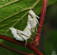 Mantis religiosa