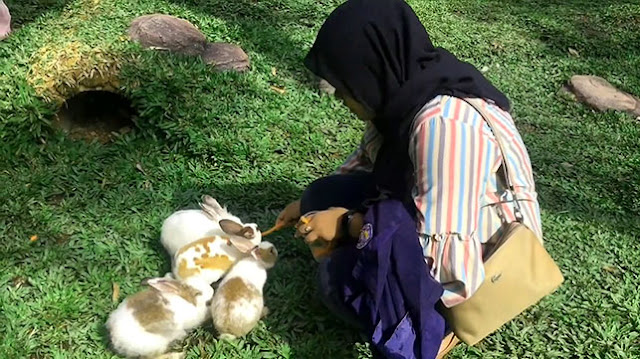 Memberi makan kelinci di Agro Wisata Dream Land