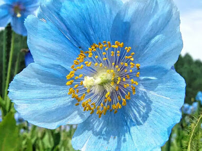 25 ++ 8 月 4 日 誕生 花 133193