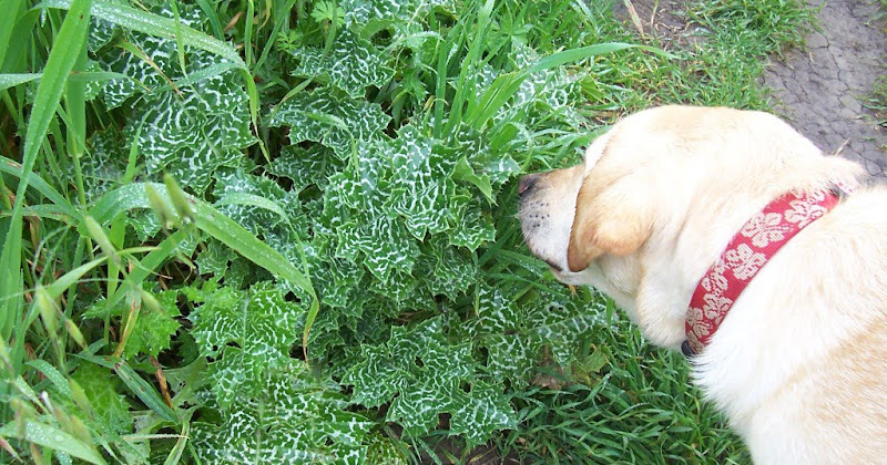 cabana sniffing a low-to-the-ground plant with interesting green and white striped leaves, the leaves are shaped sort of like big dandelion leaves, but there are sharp thorny prickles all along the edges