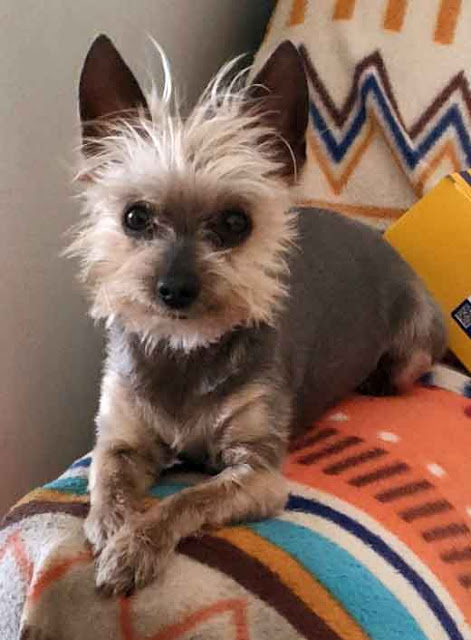 Adopt a male Hairless Yorkshire Terrier Fire