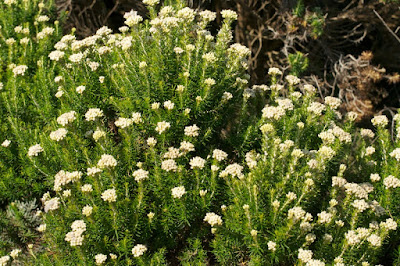 Coast Everlasting (Ozothamnus turbinatus)