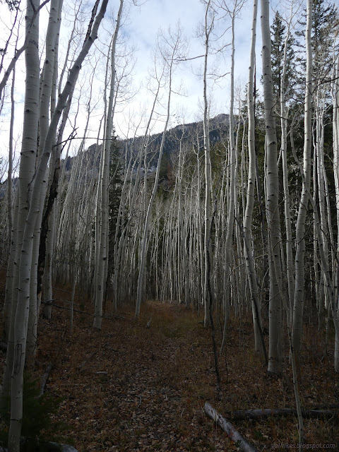 125: aspen sticks and yellow trail