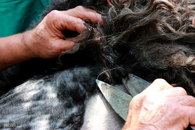 Traditional sheep shearing