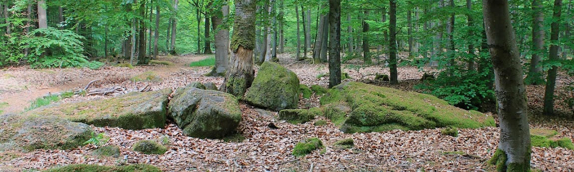 forêt du grosslimmersberg