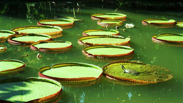  Rio De Janeiro Botanical Gardens